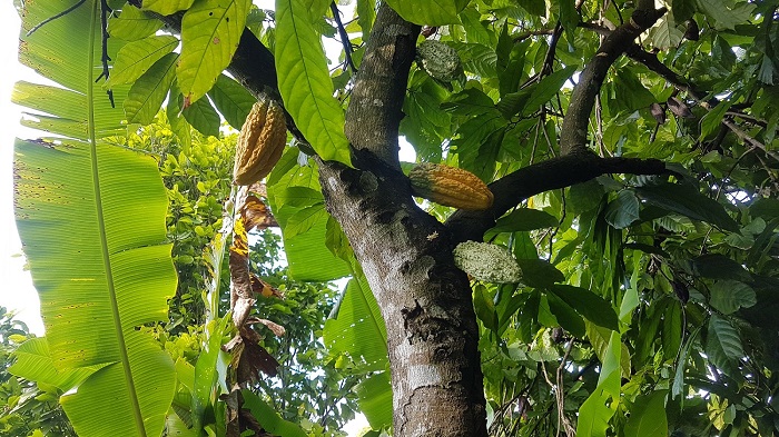 Дерево какао.