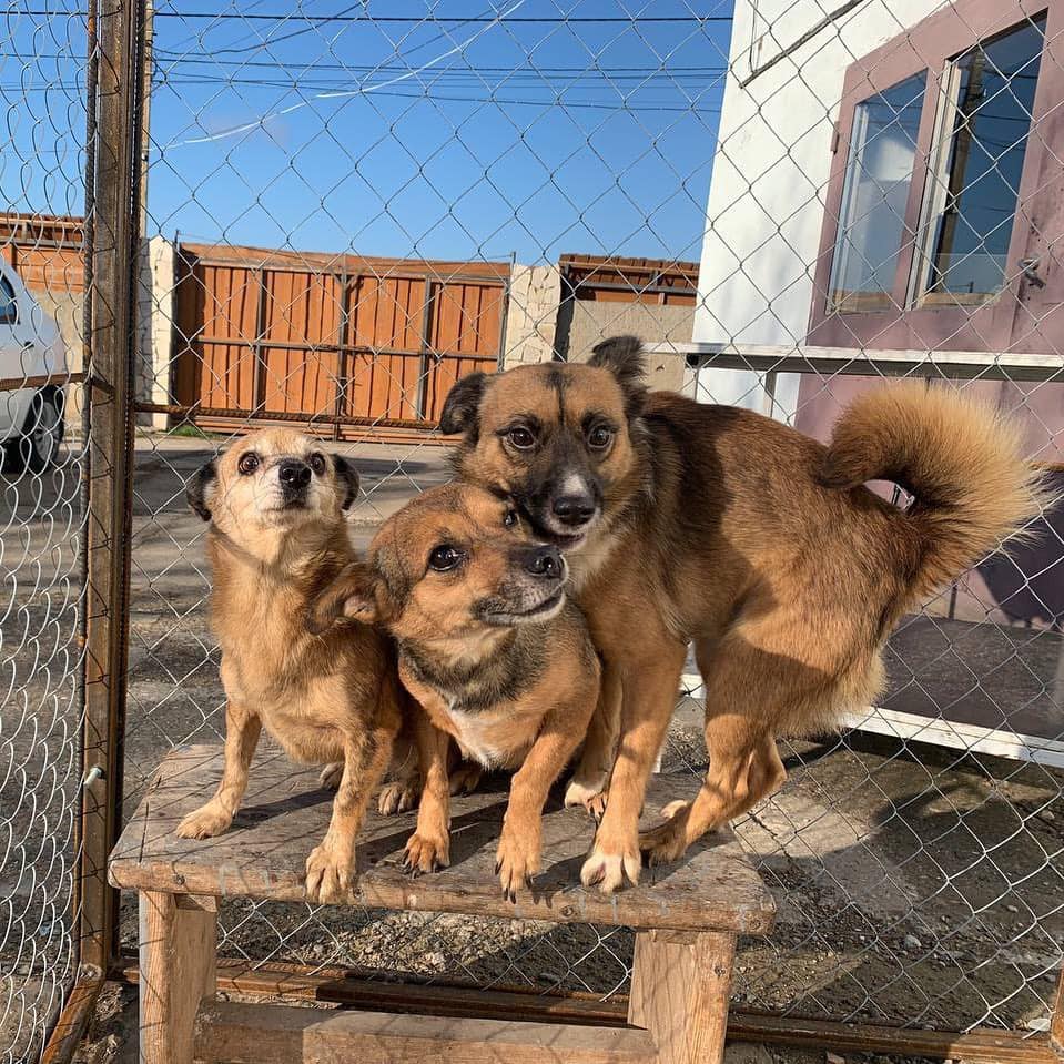 Приют "Ковчег".