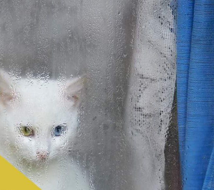 В Одессе презентуют фотовыставку, посвященную домашним питомцам.