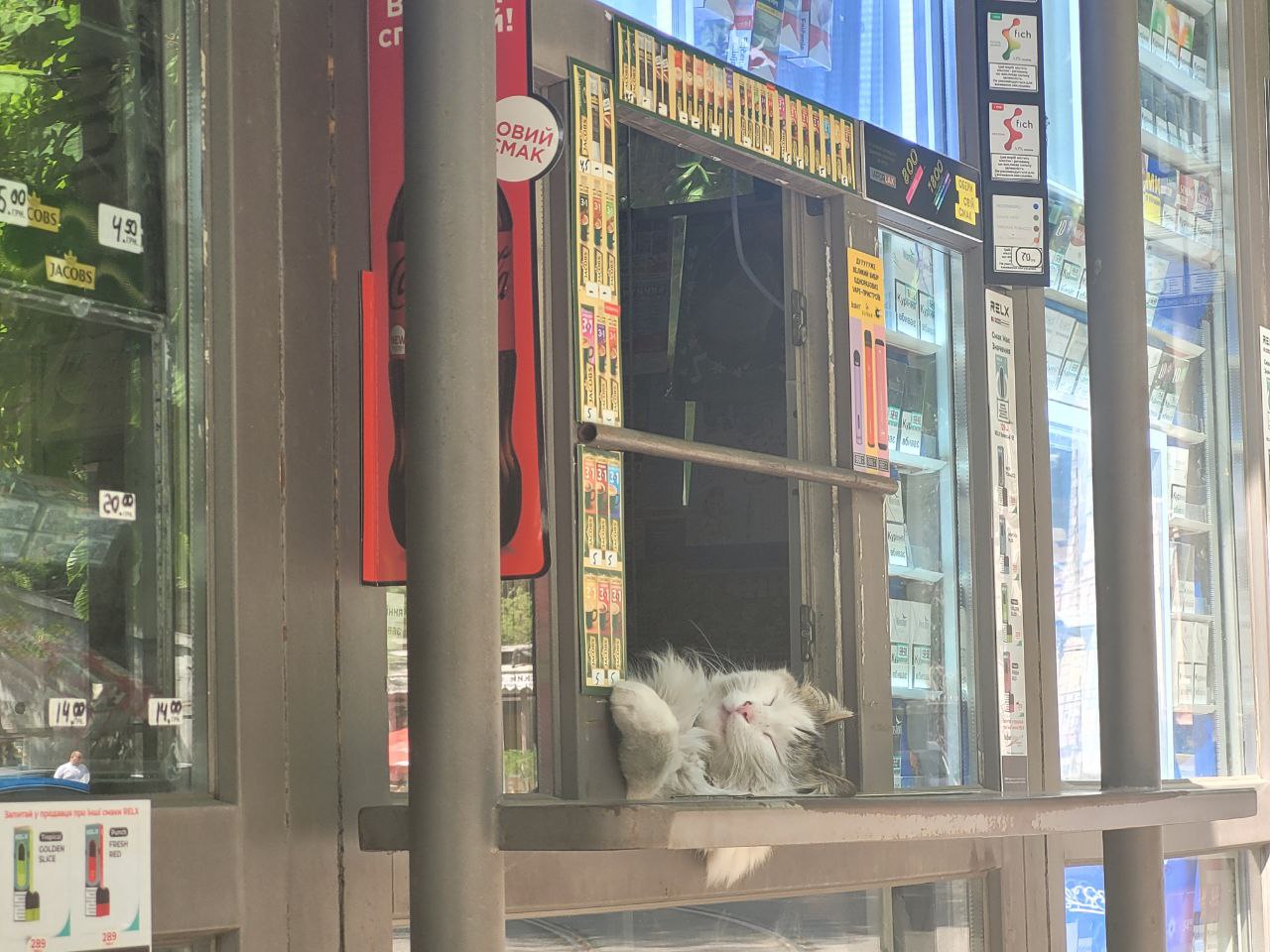 В Одессе состоится квест, посвященный котам.