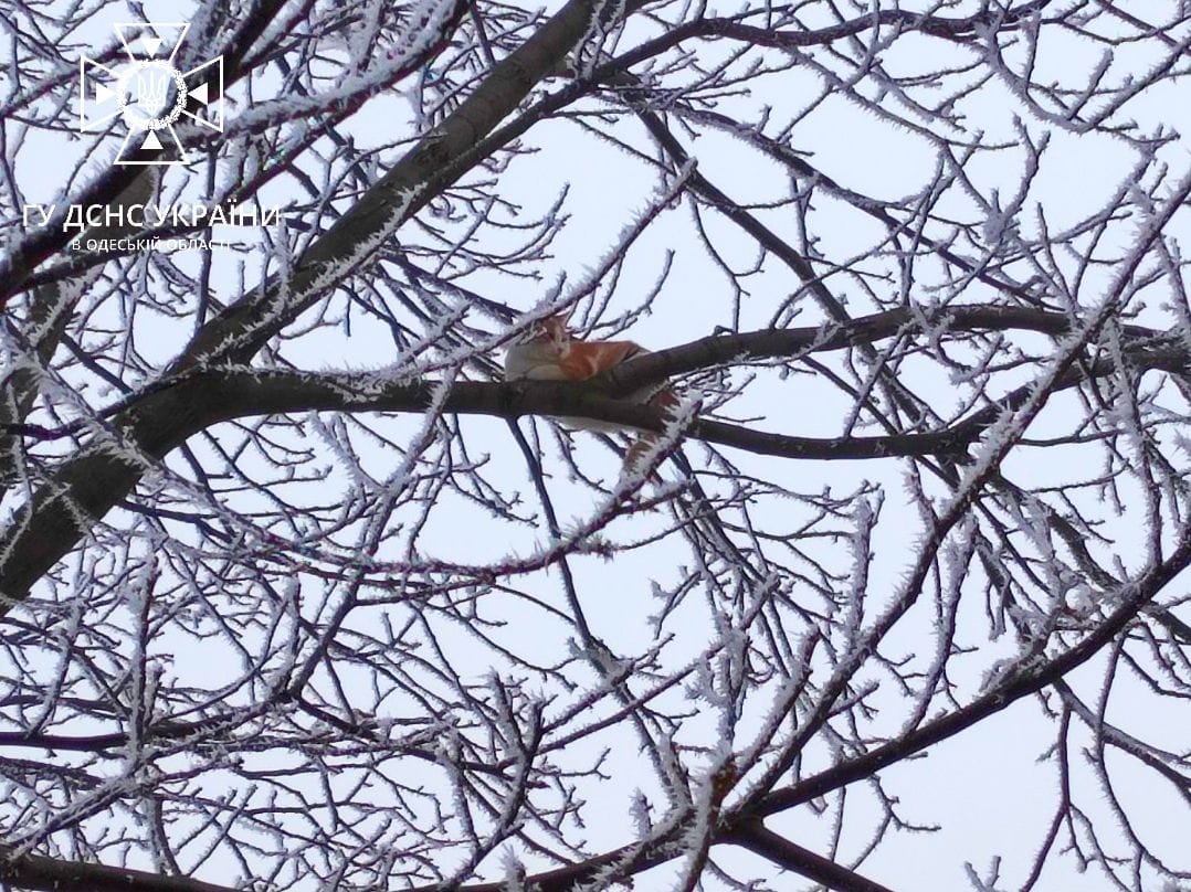 В Подольске спасатели сняли с дерева кота.