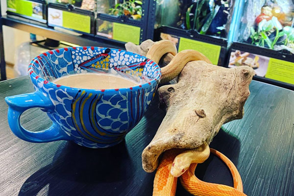 Кав'ярня з рептиліями.