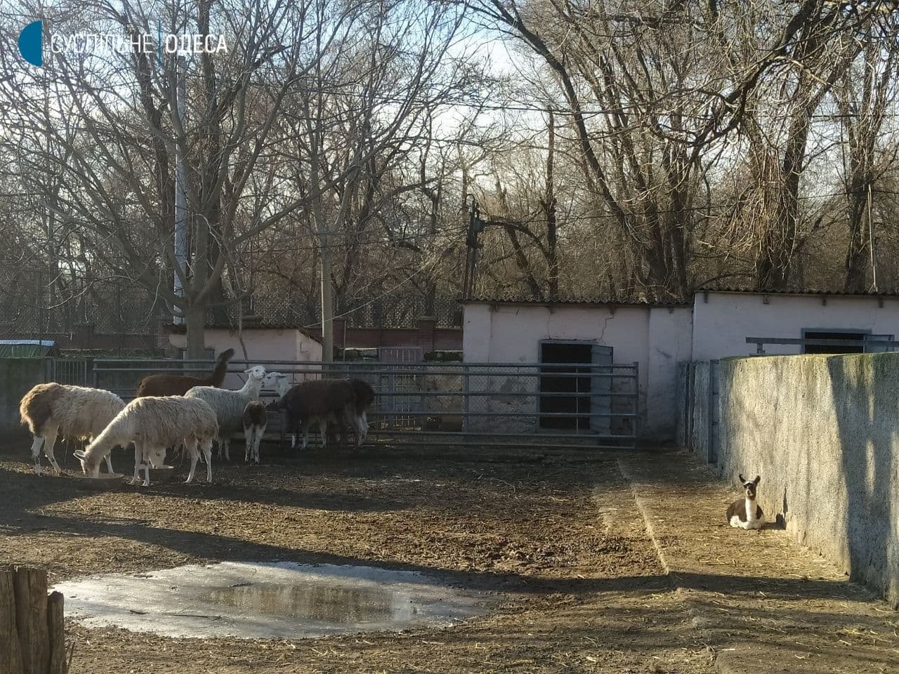 В Одесском зоопарке родилась лама.