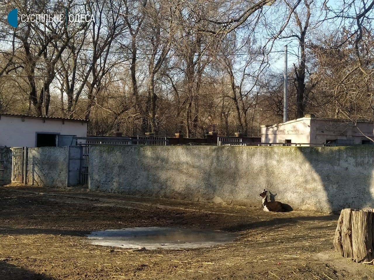 В Одесском зоопарке родилась лама.