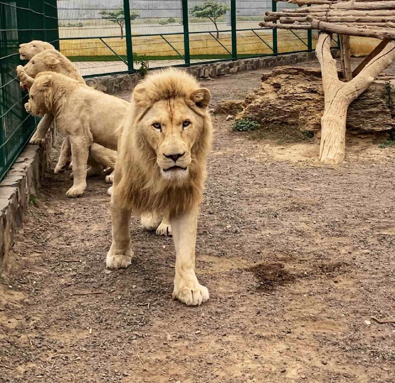 Білі леви в Біопарку.