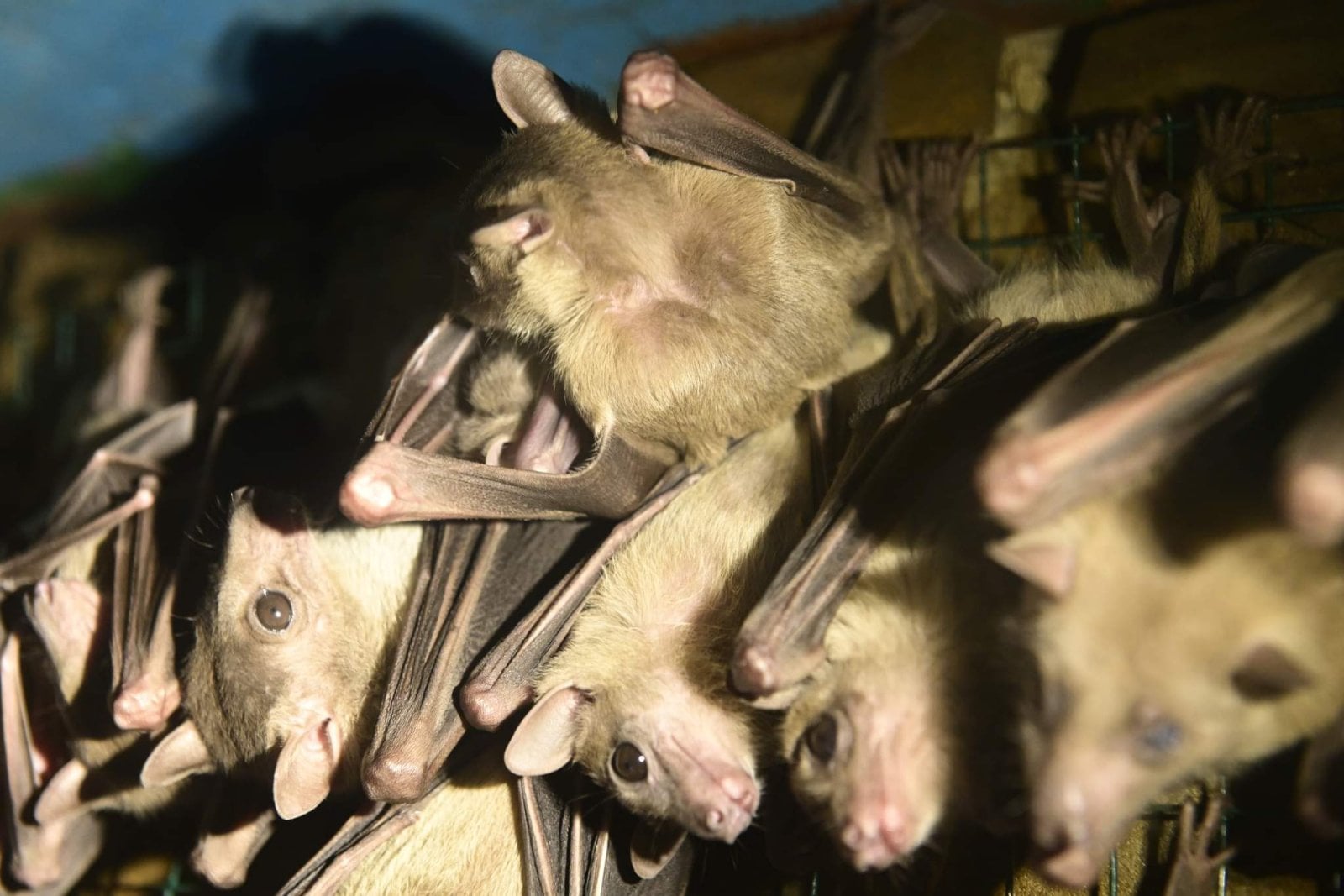 В Одесском зоопарке родились летающие собаки.