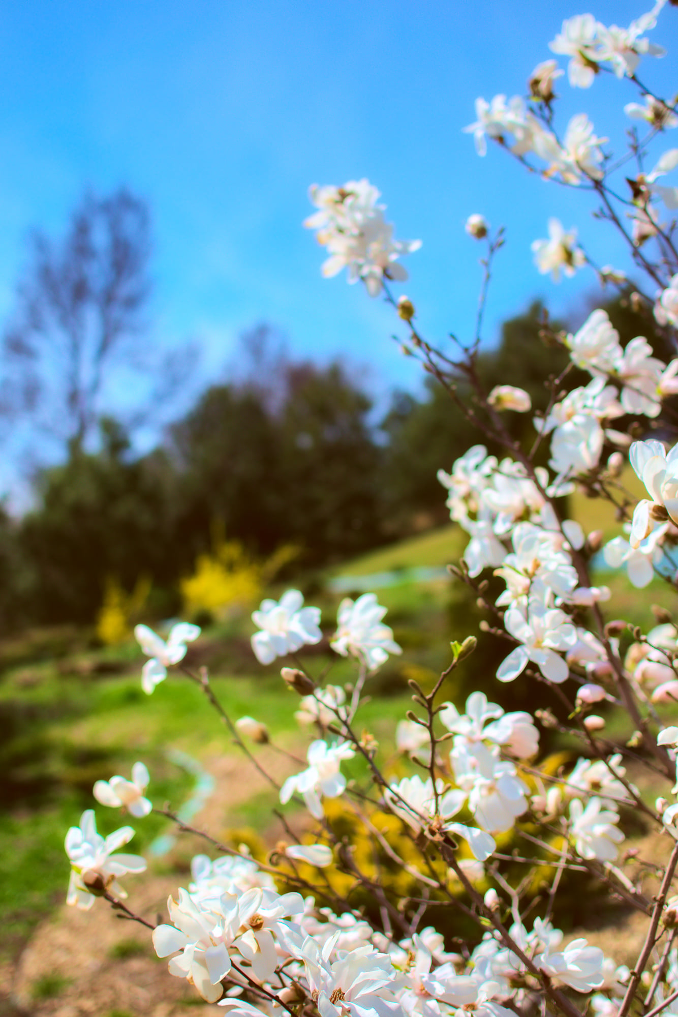 Квітучі магнолії.