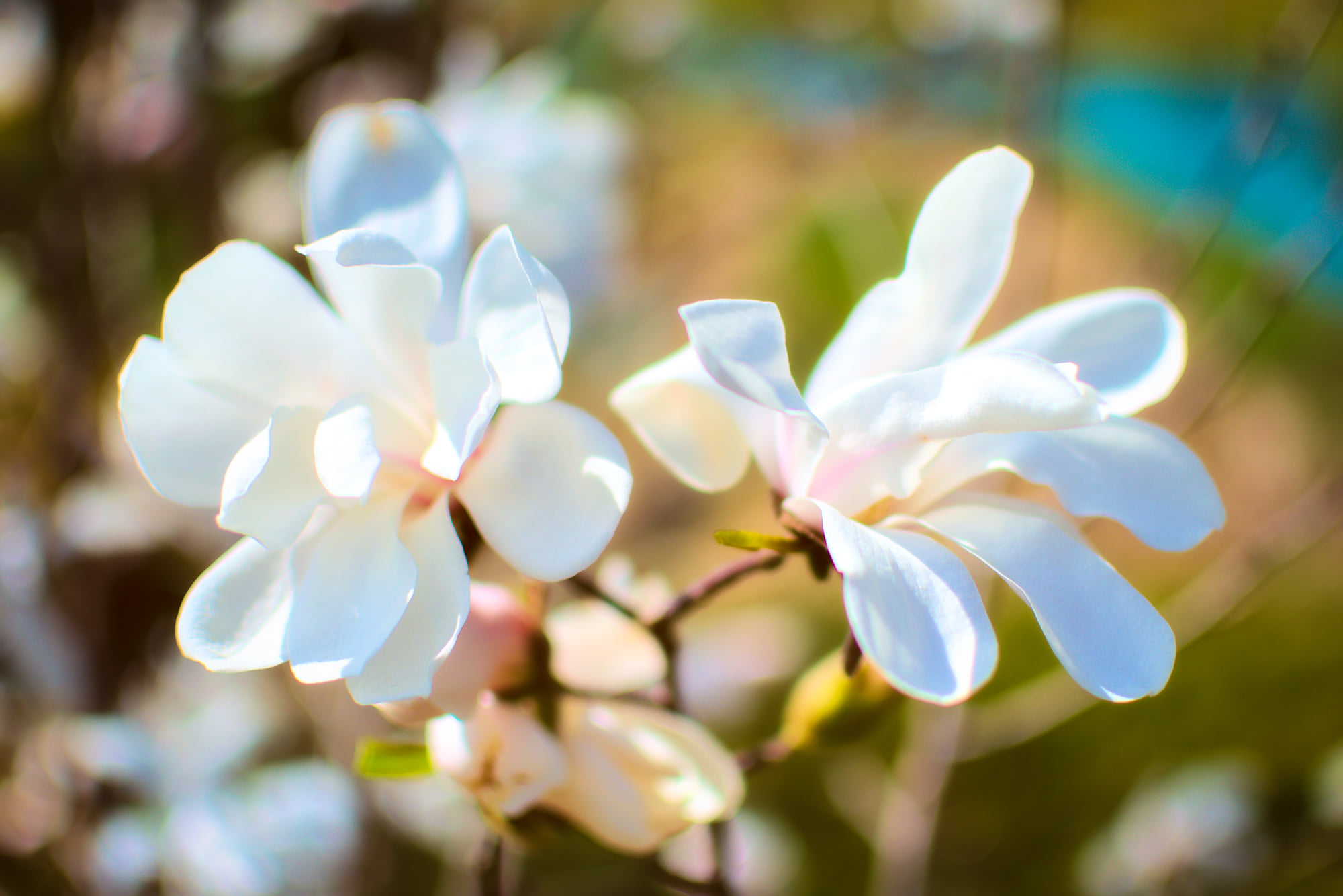 Цветущие магнолии.