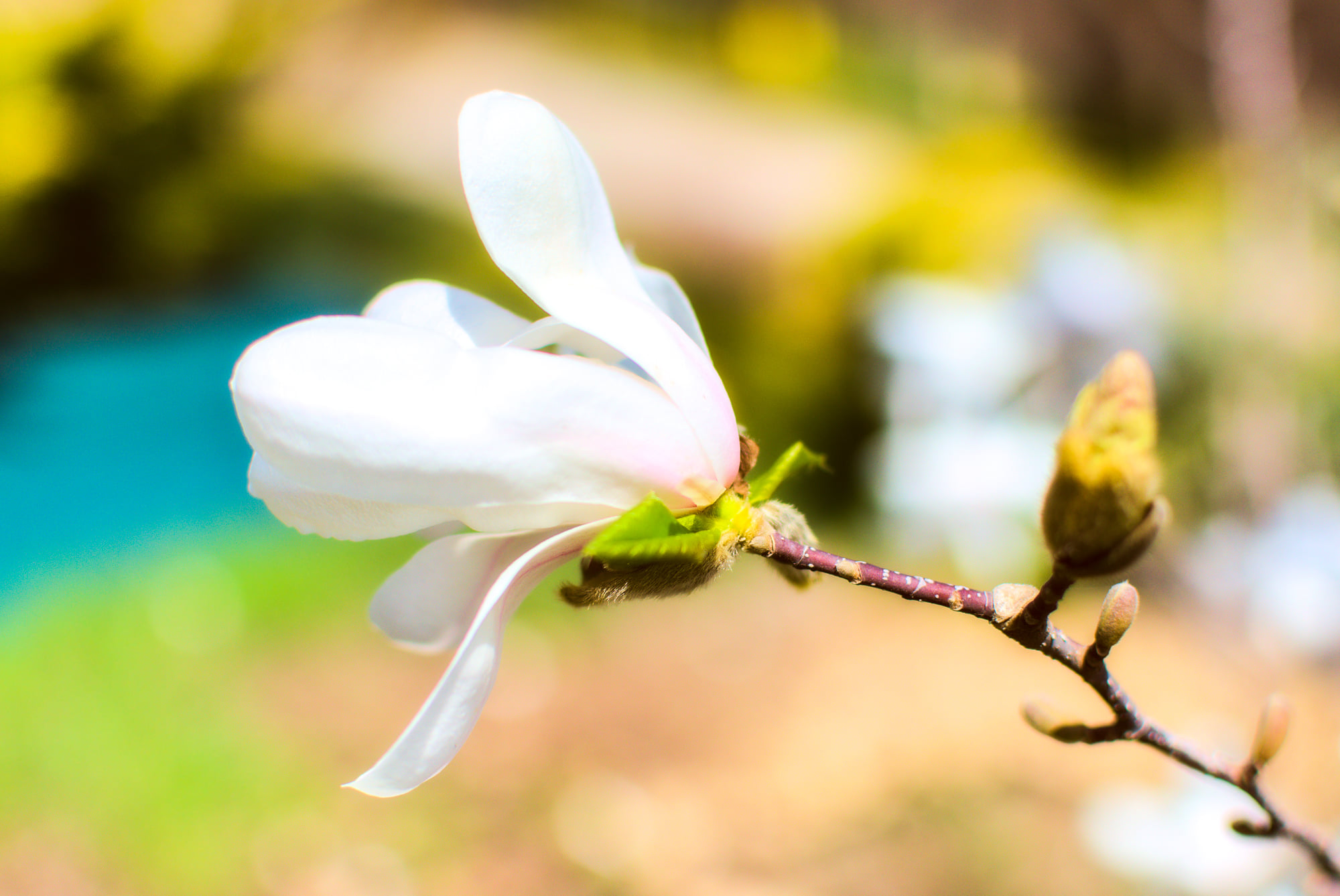 Цветущие магнолии.