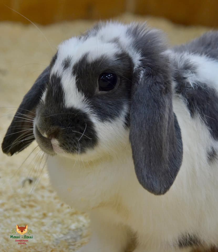 Контактний зоопарк "Маккі-Паккі".