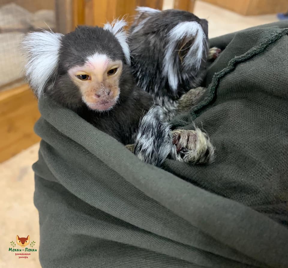 Контактний зоопарк "Маккі-Паккі".