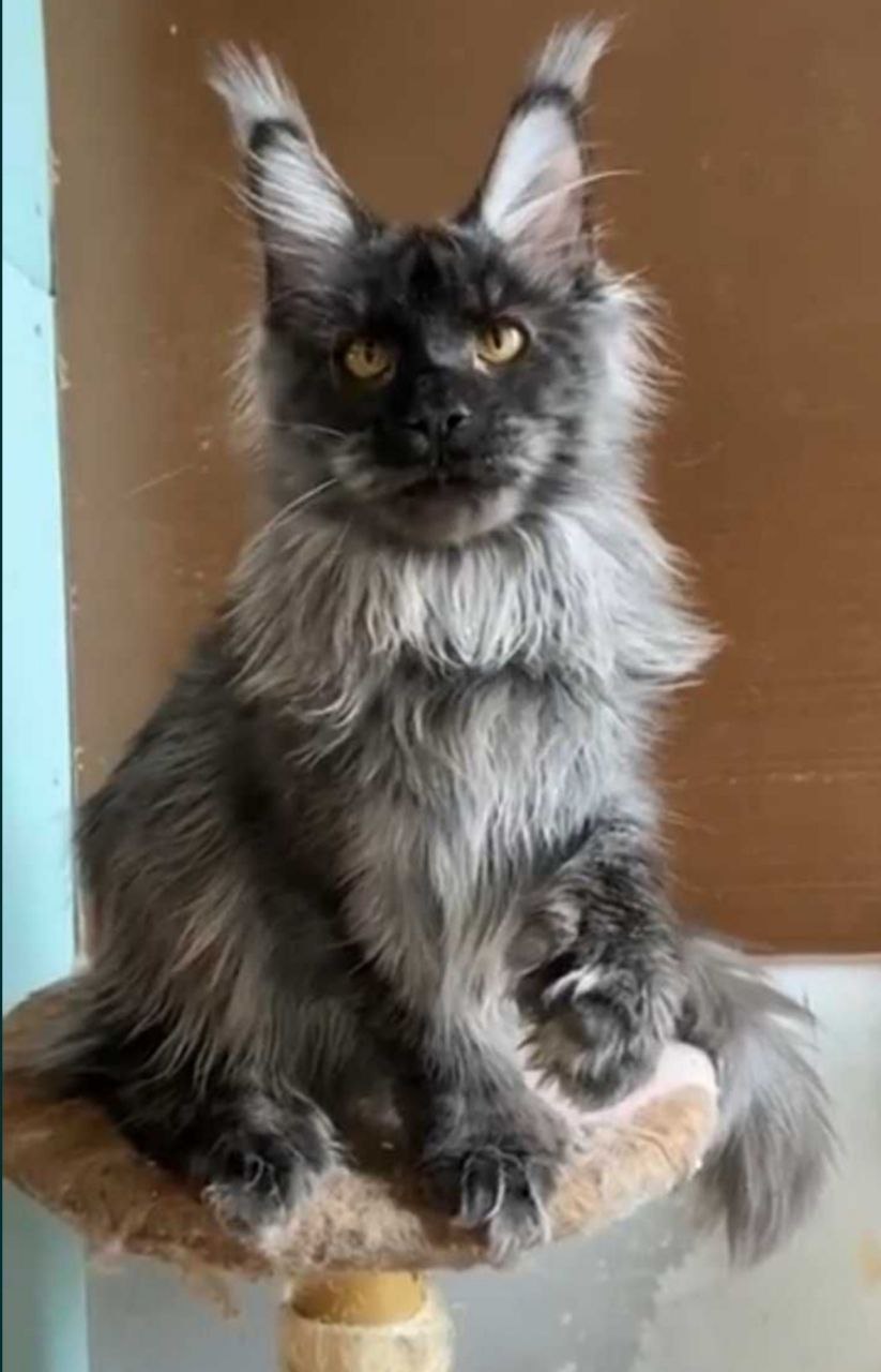 Котенок мейн-куна.