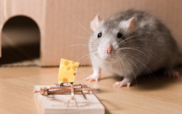 В Одессе покажут спектакль "Все мыши любят сыр".