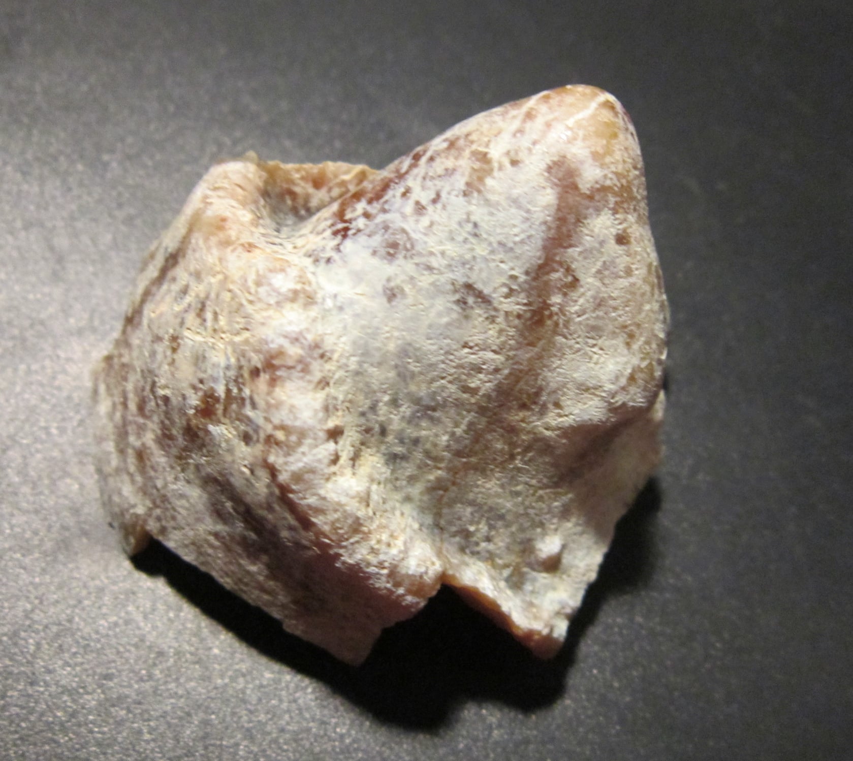 Останки вымерших животных, найденные на территории Куяльницкого лимана.