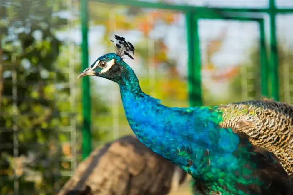 Павич у парку Нью-Васюки.