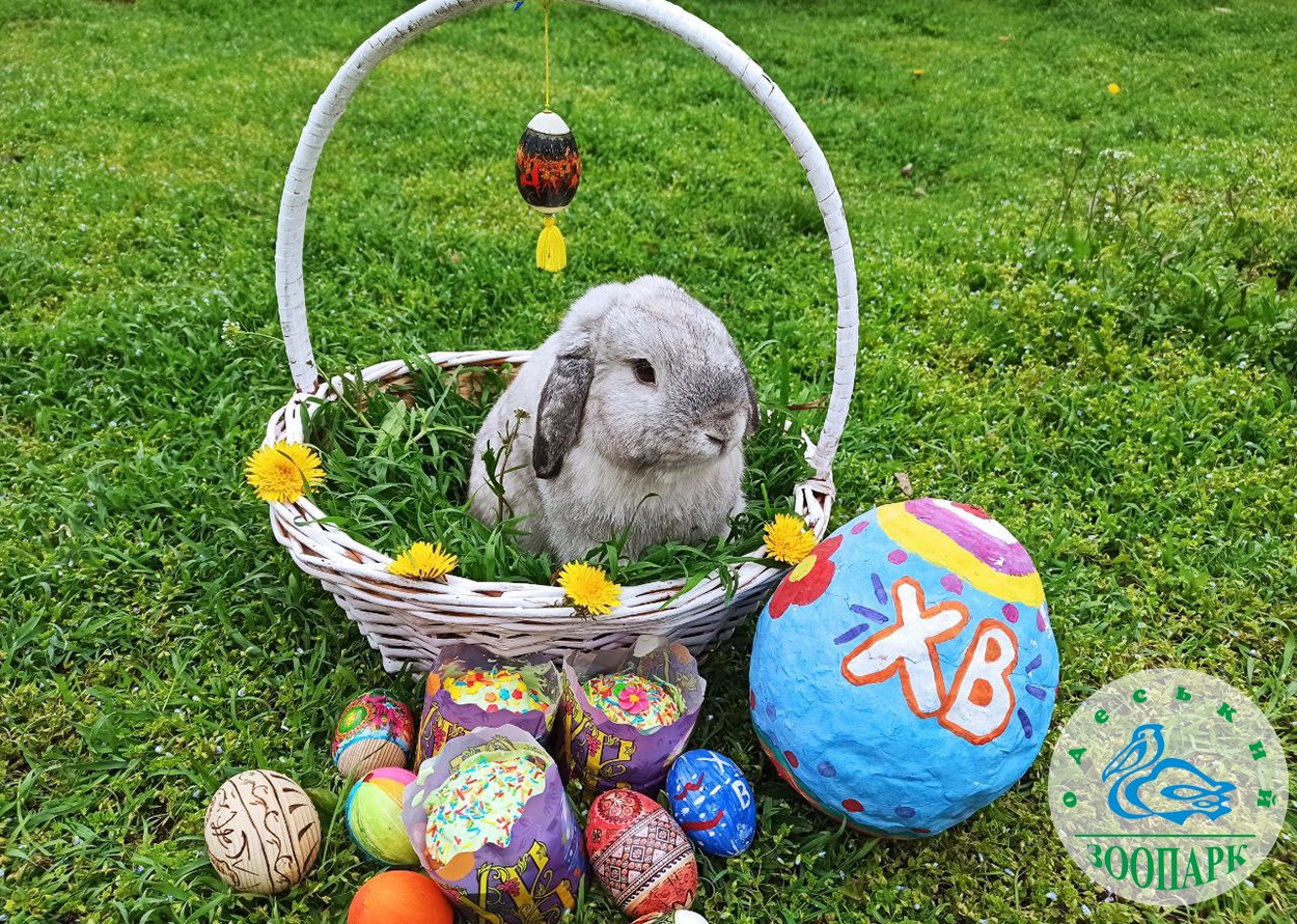 В Одесском зоопарке отпразднуют Пасху.