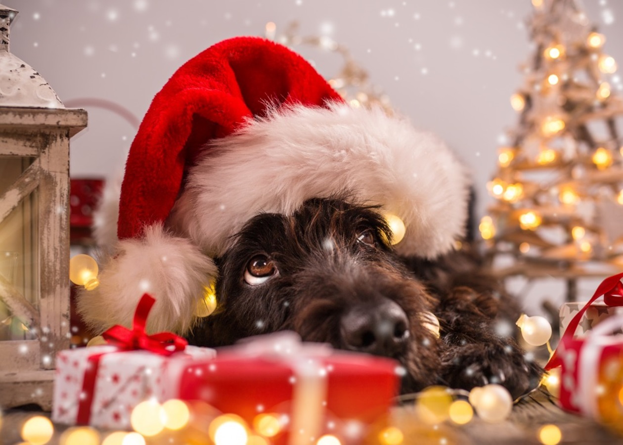 В Одессе состоится PET-ярмарка.