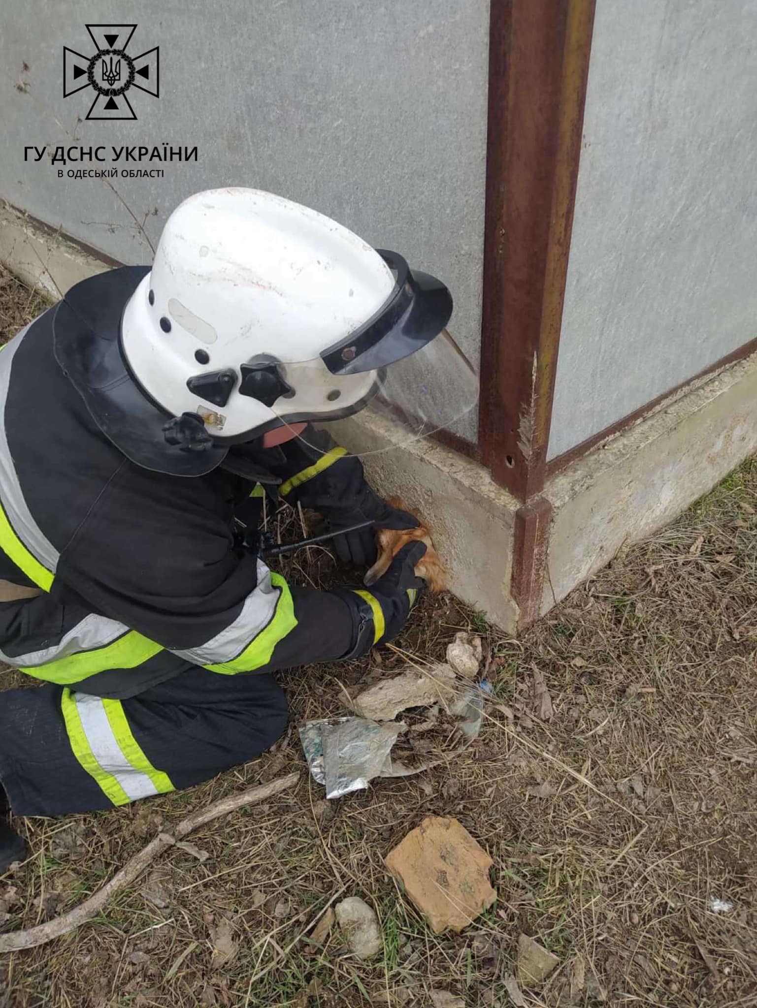 В Рени спасатели деблокировали застрявшего в заборе пса.