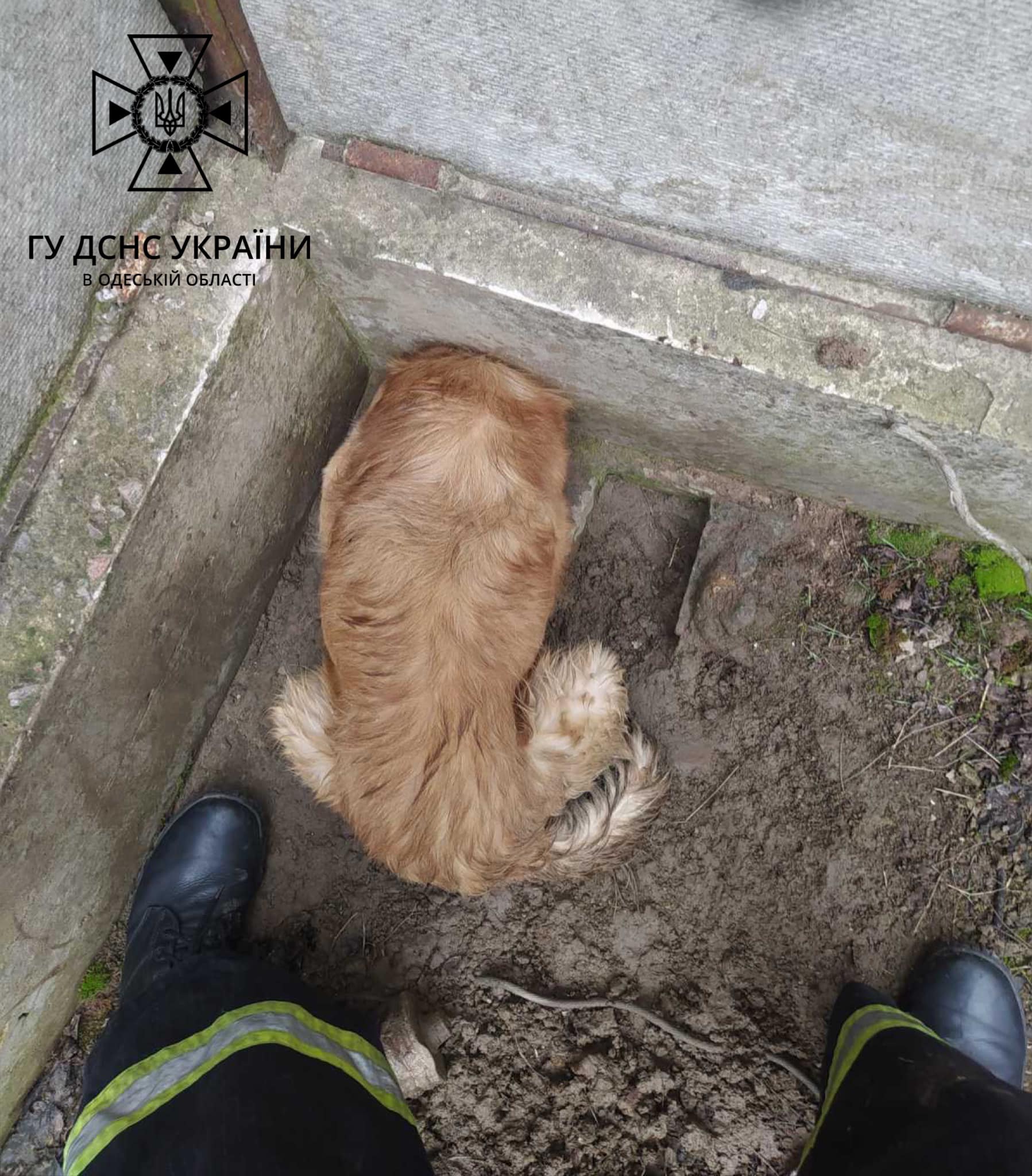 В Рени спасатели деблокировали застрявшего в заборе пса.