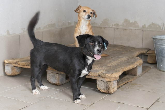 Приют для защиты и помощи бездомным животным.