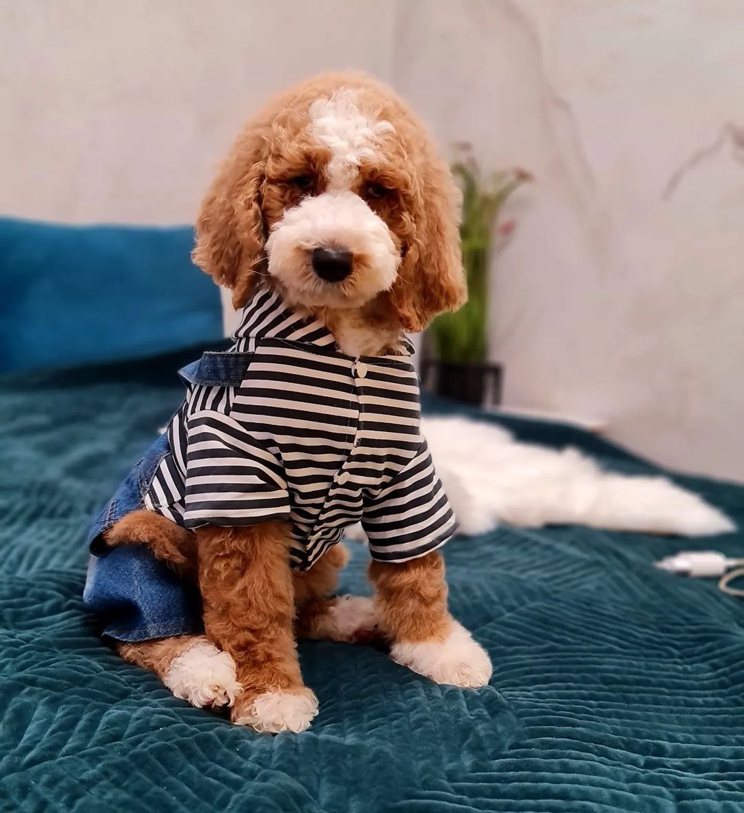 Королівський пудель.