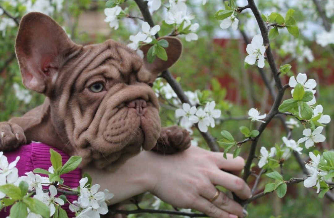 Французький бульдог забарвлення Isabella New Shade.