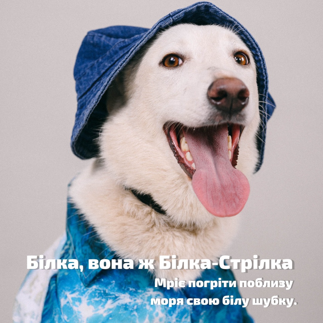 В Одессе организовали фотосессию для собак из приюта.