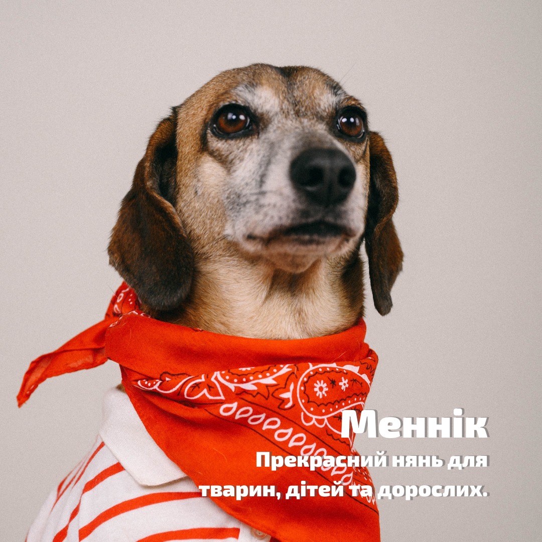 В Одессе организовали фотосессию для собак из приюта.