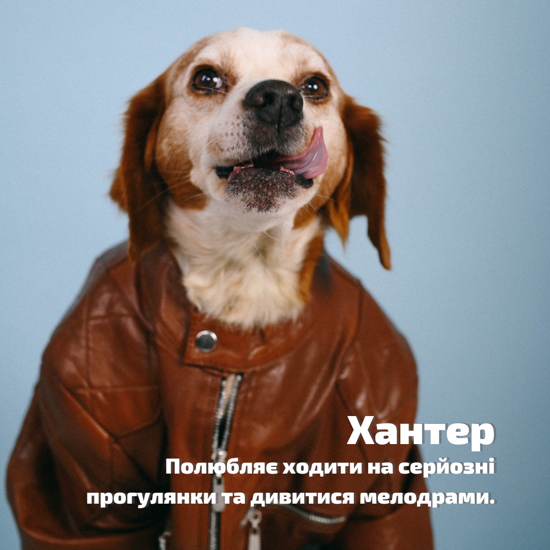 В Одессе организовали фотосессию для собак из приюта.