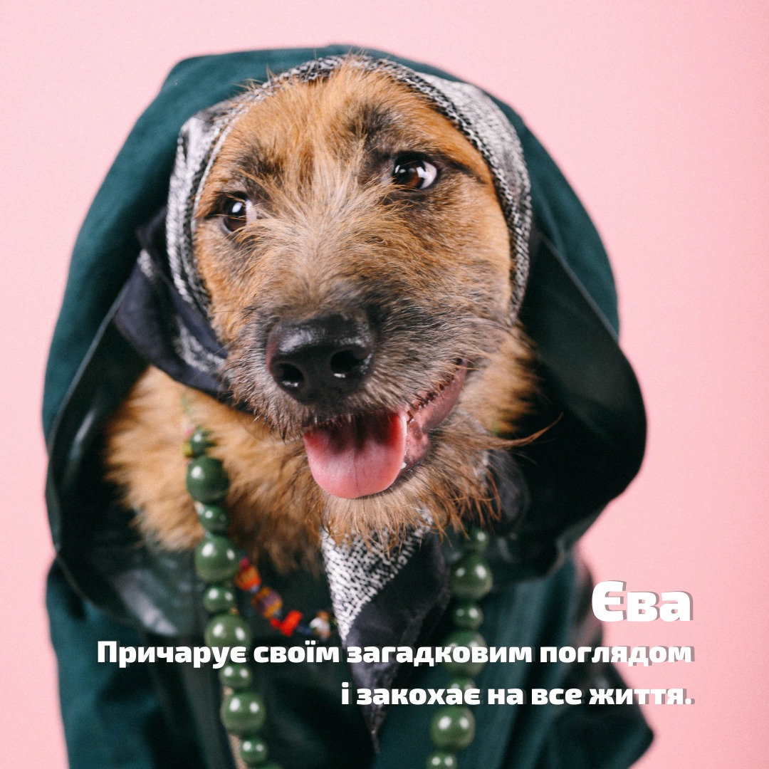 В Одессе организовали фотосессию для собак из приюта.