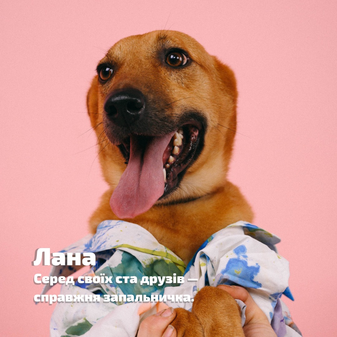 В Одессе организовали фотосессию для собак из приюта.