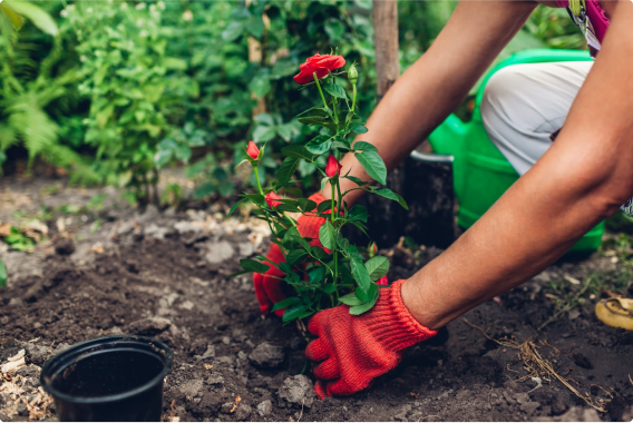 В Ботаническом саду ОНУ имени Мечникова будут высаживать розы.