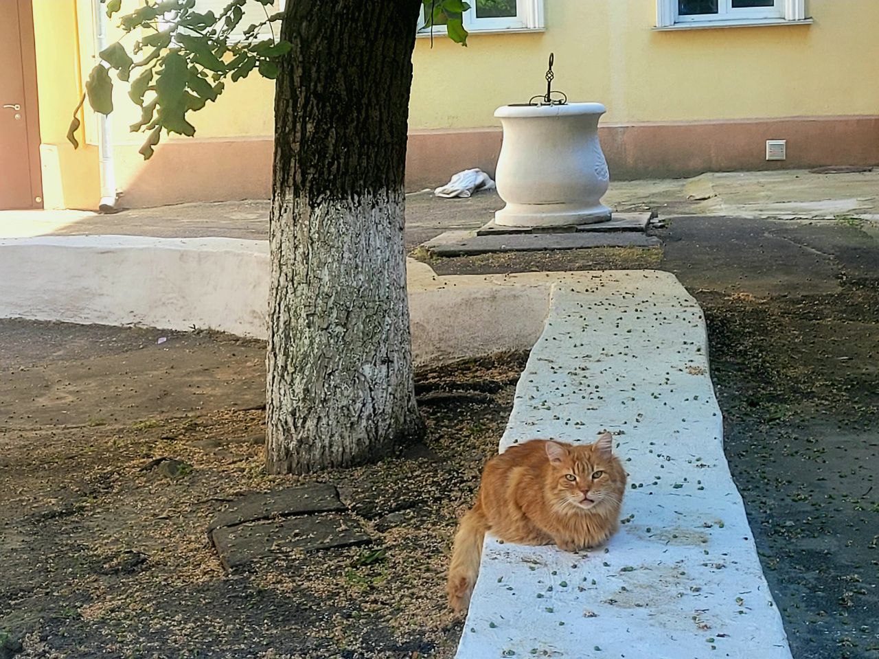 Дворик на улице Пастера, 19.