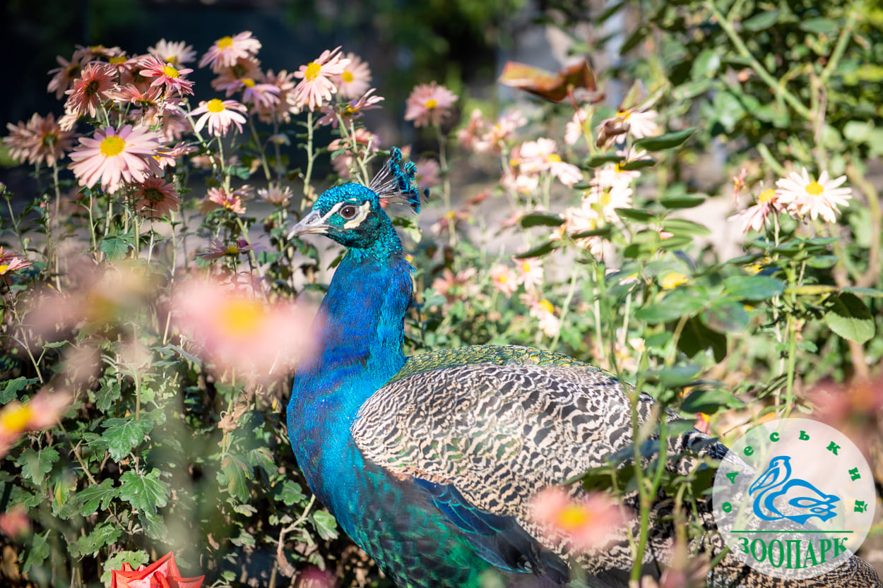 В Одесском зоопарке пройдет лекция об экзотических птицах.