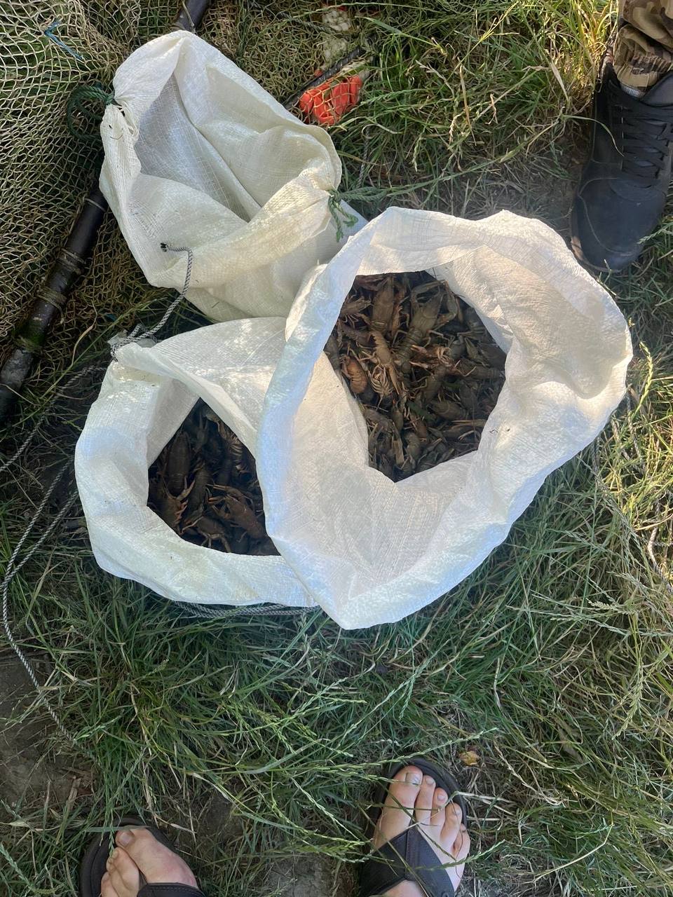 Выловленные раки.