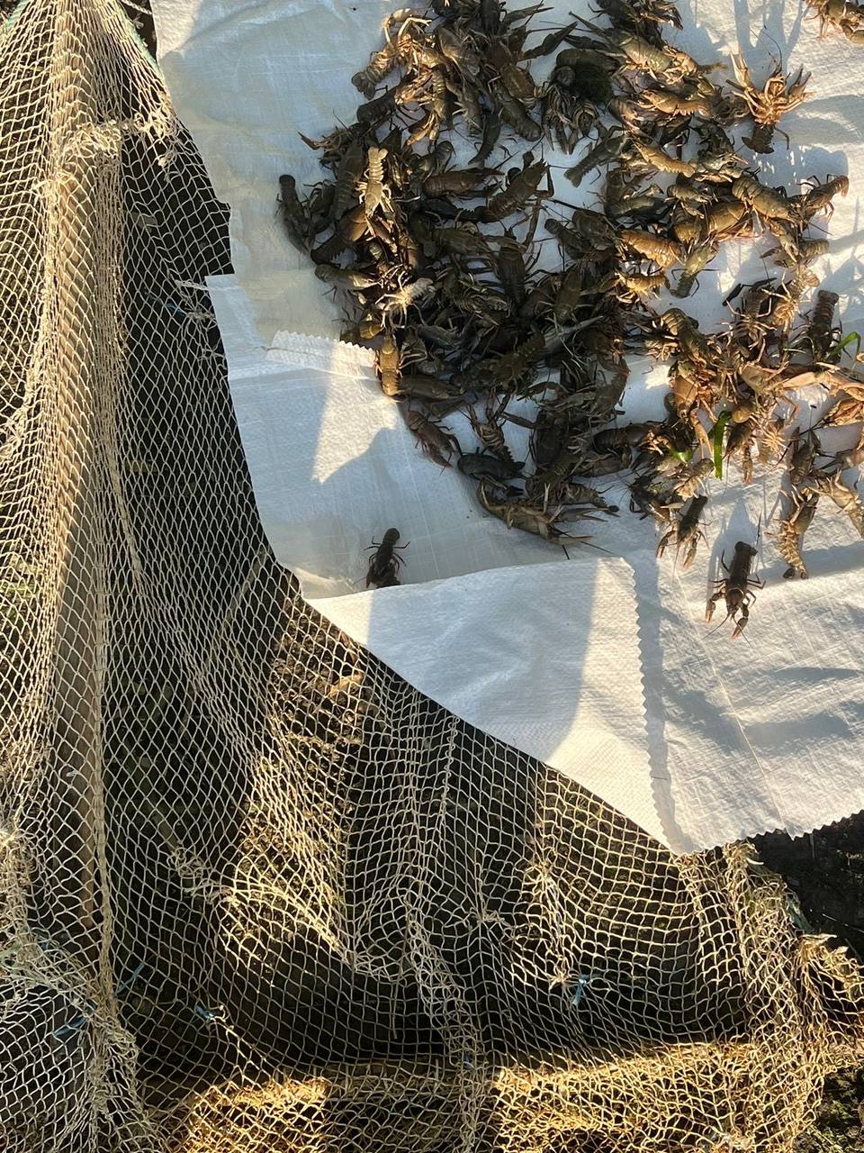 Выловленные раки.