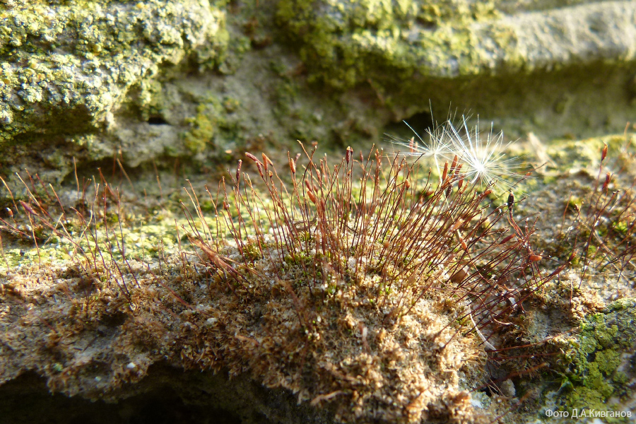 Флора острова Зміїний.