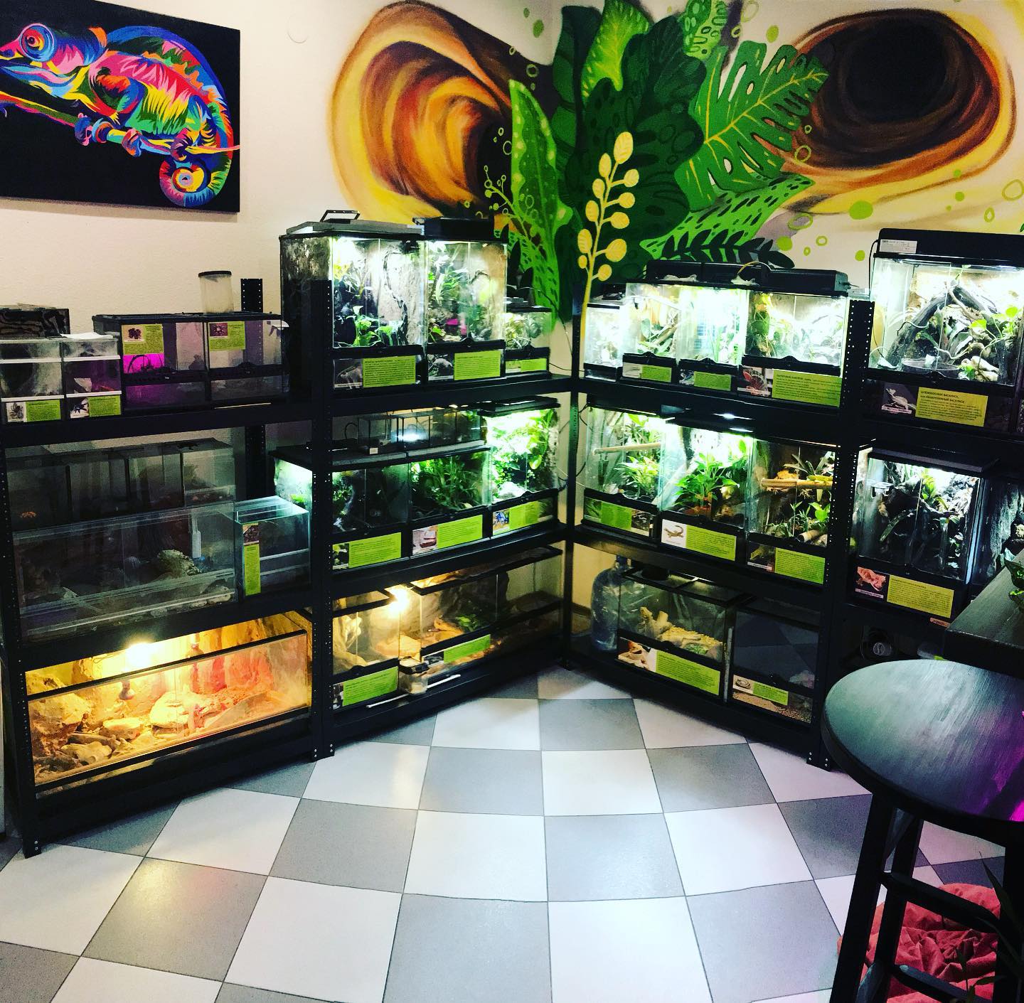 Кав'ярня з рептиліями.