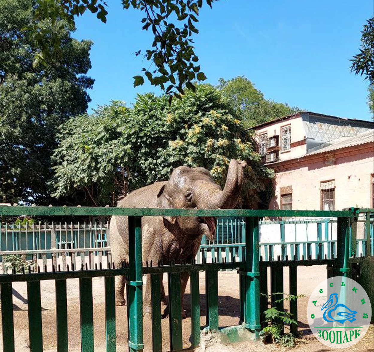 В Одесском зоопарке отметят День рождения слонихи.