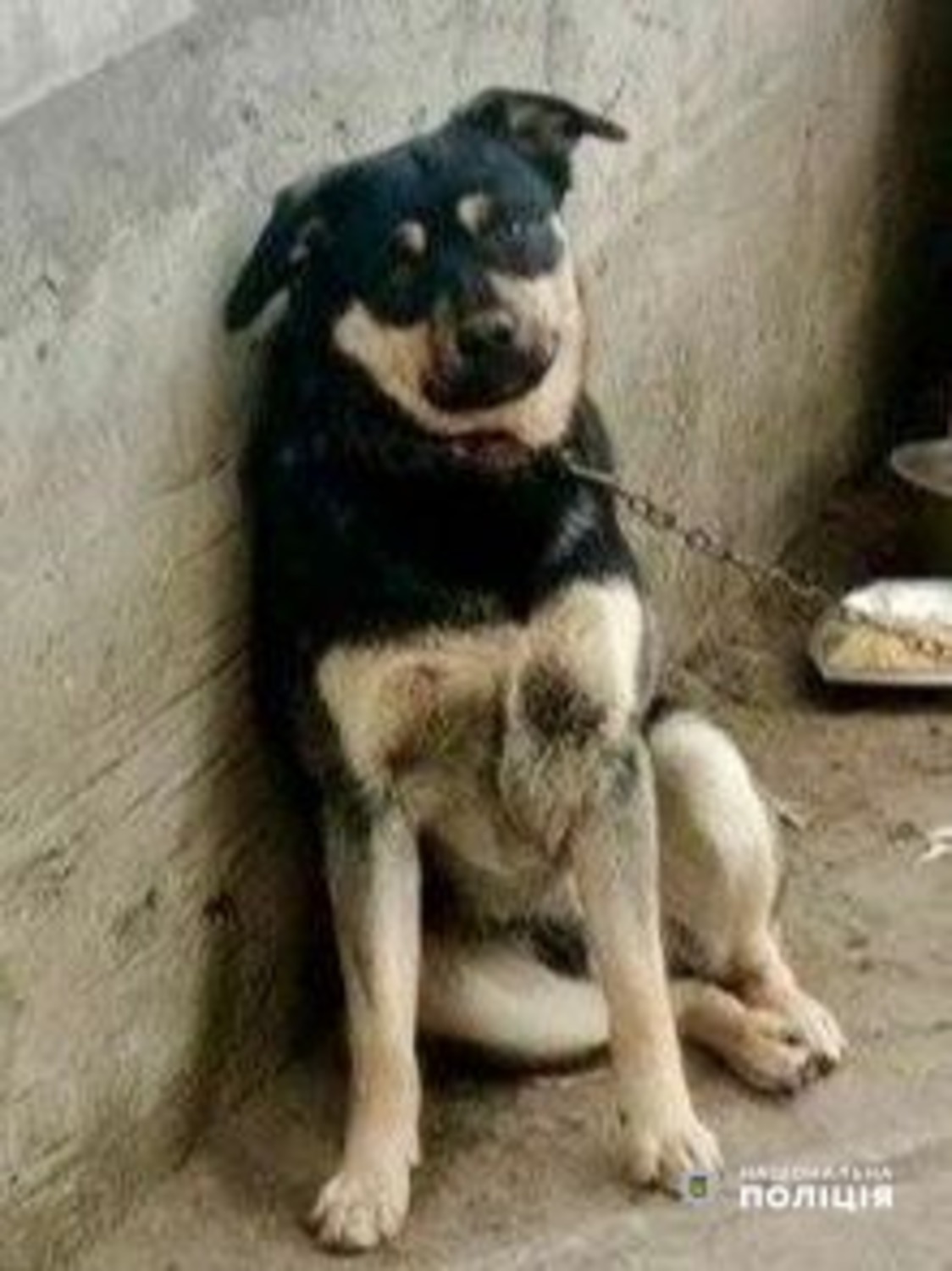 Собака Хаті.