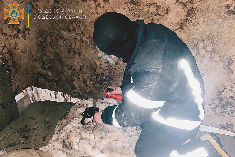 В Одессе спасатели реанимировали собаку, которая едва не задохнулась на пожаре.