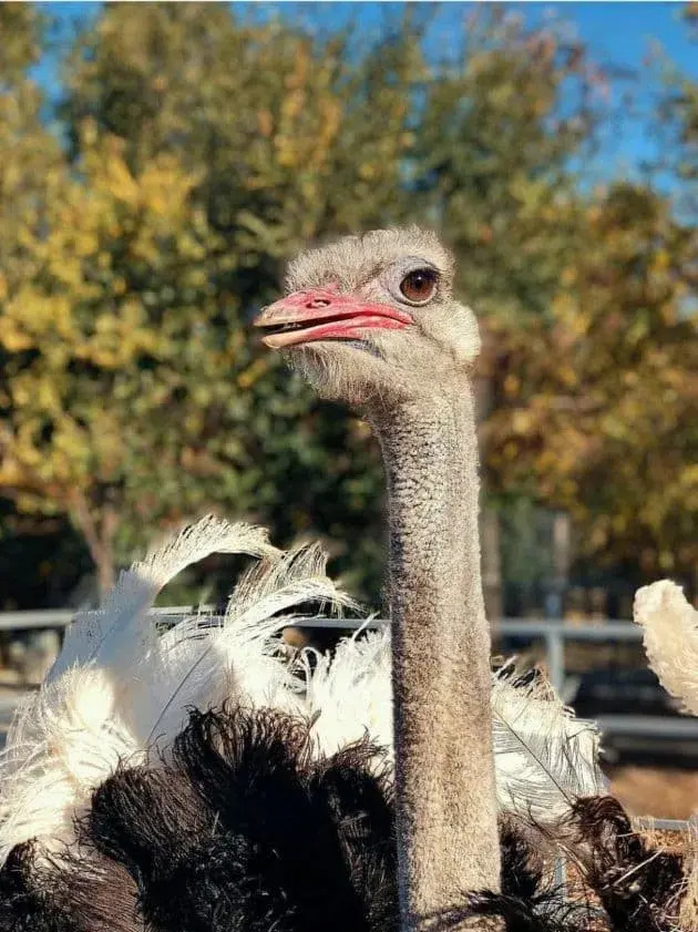 Страус у парку Нью-Васюки.