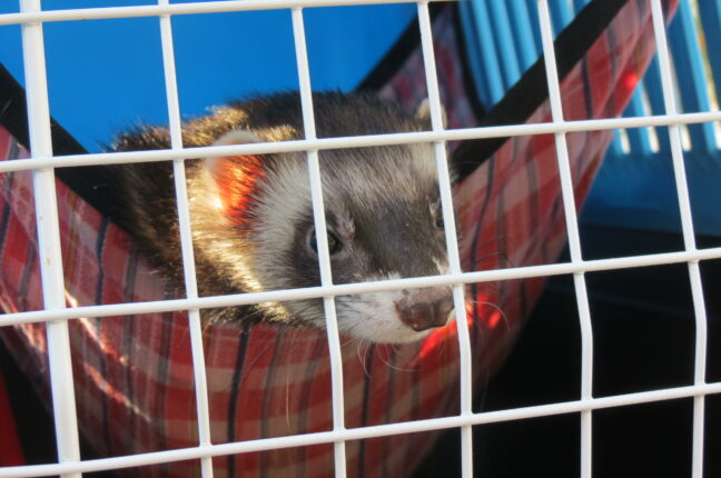 В Лектории Одесского зоопарка покажут домашних животных, которых после полномасштабного вторжения временно приютил зверинец.