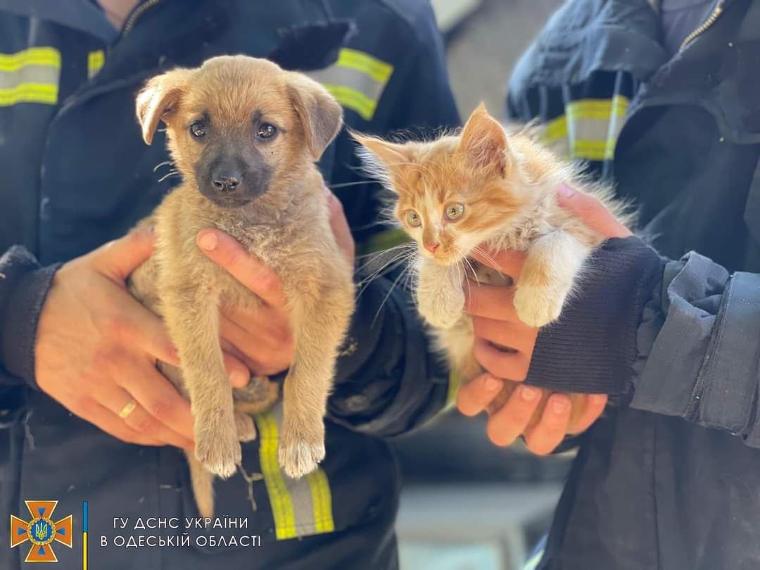 Спасатели ищут новых хозяев для пострадавших во время ракетного удара по Сергеевке животных.