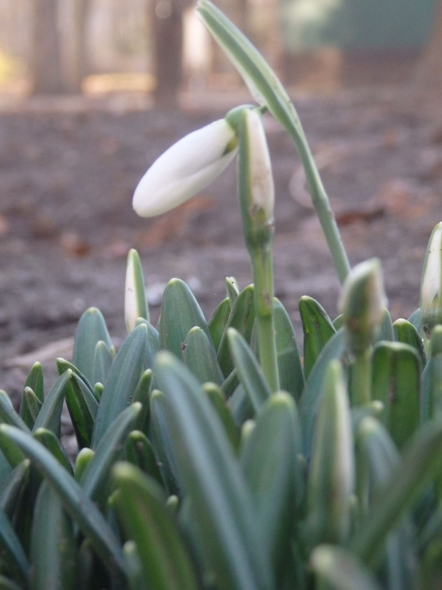 В Одессе цветут подснежники.