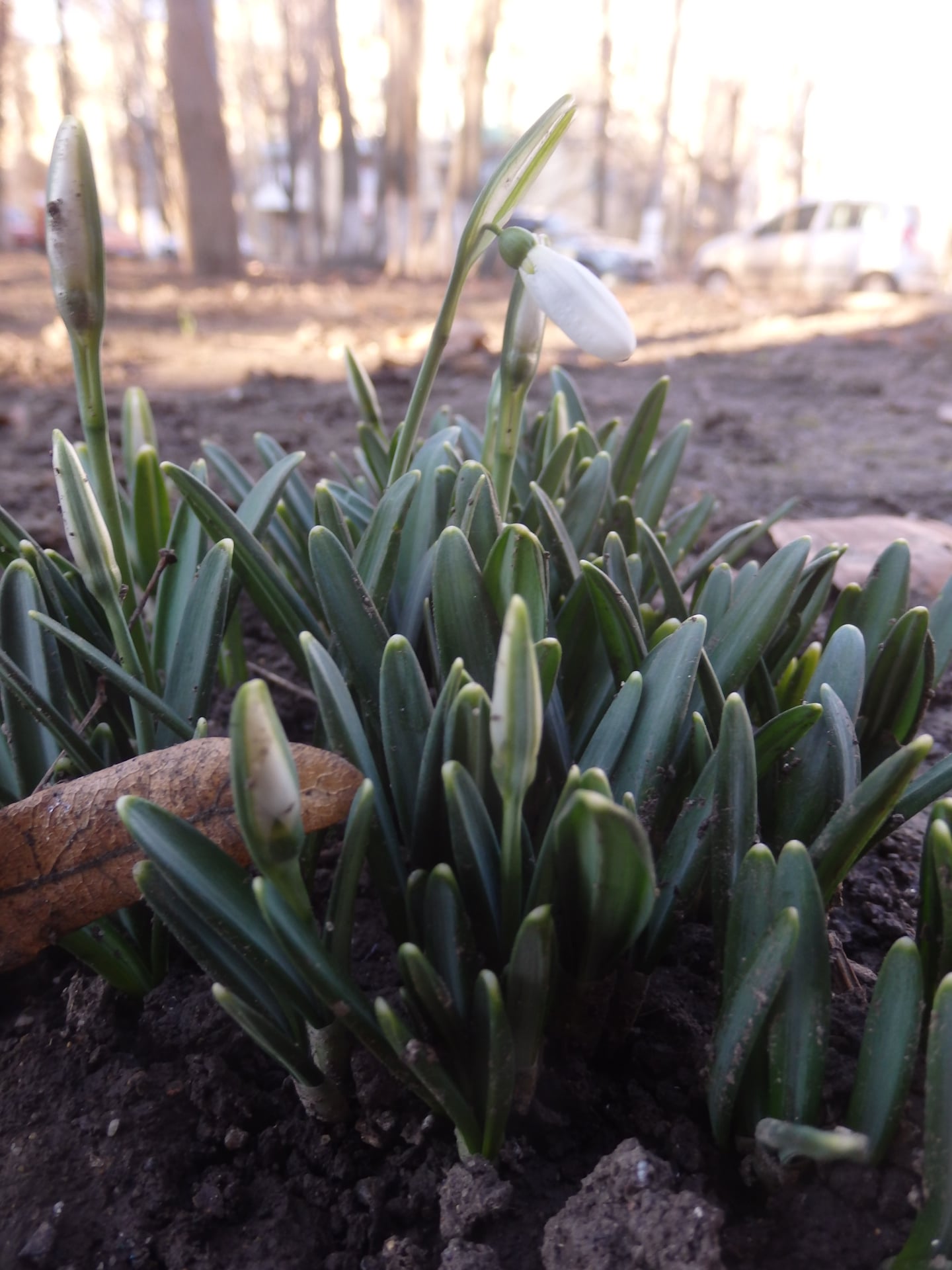 Одессит запечатлел первые подснежники в Одессе.