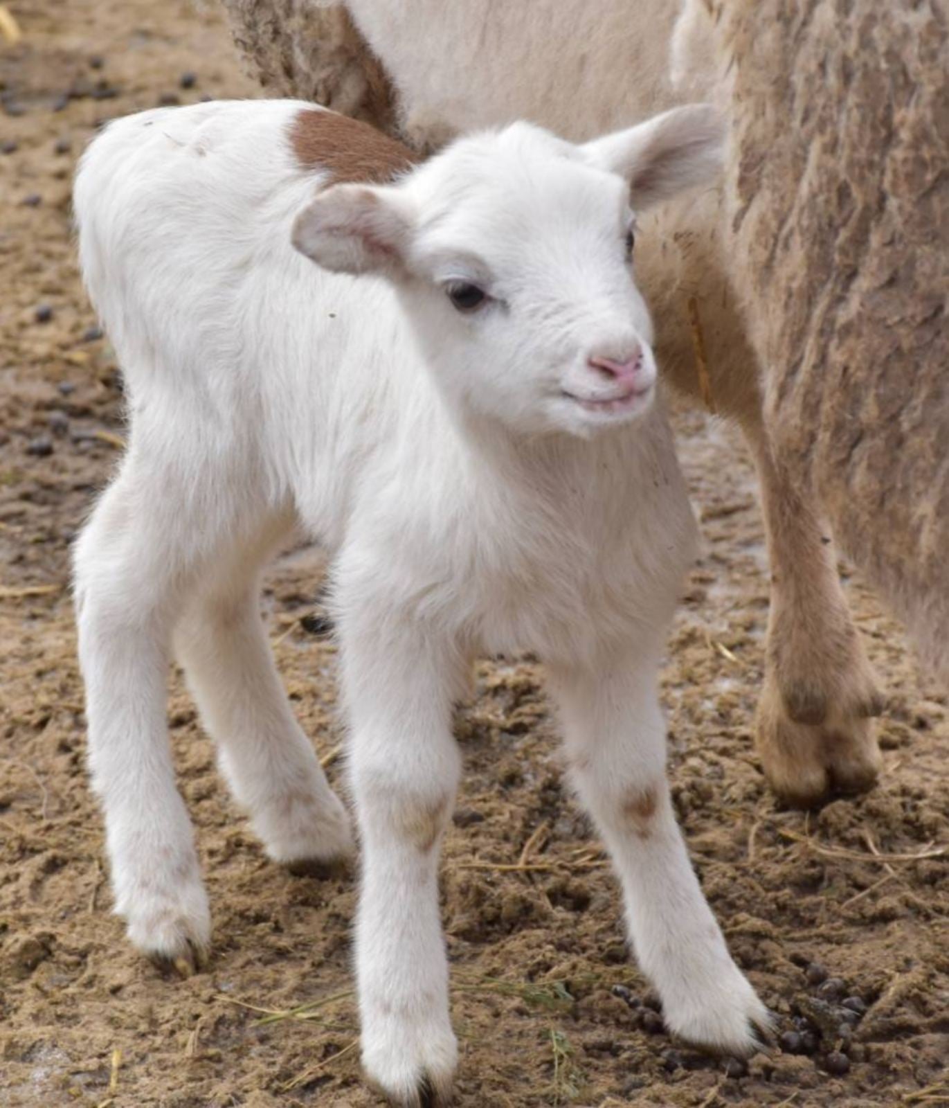 Новорожденный.