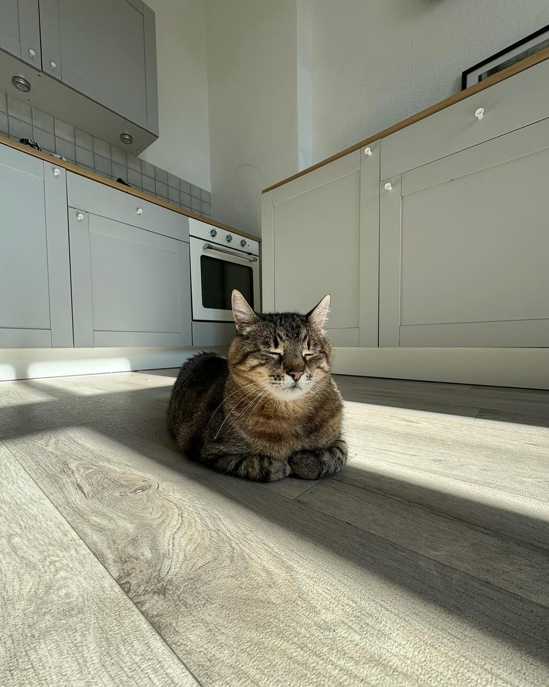 Кот-блогер Степан переехал в Германию.