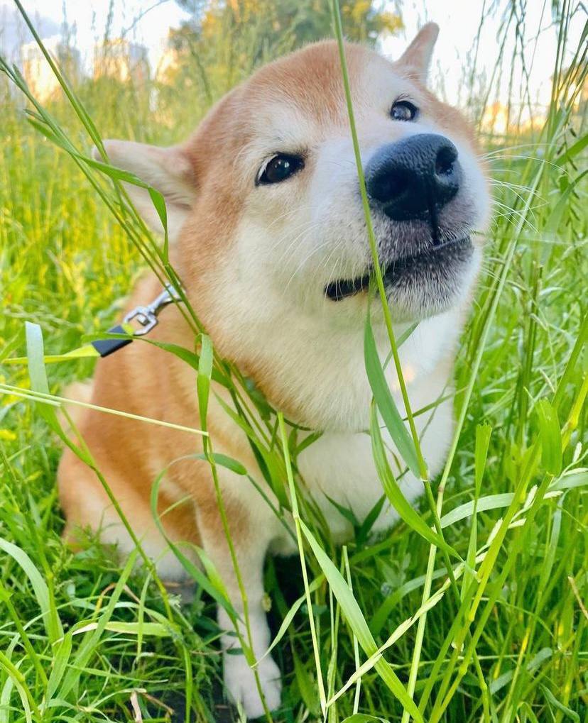 Даша Астафьева обвиняет ветклинику в убийстве ее собаки -