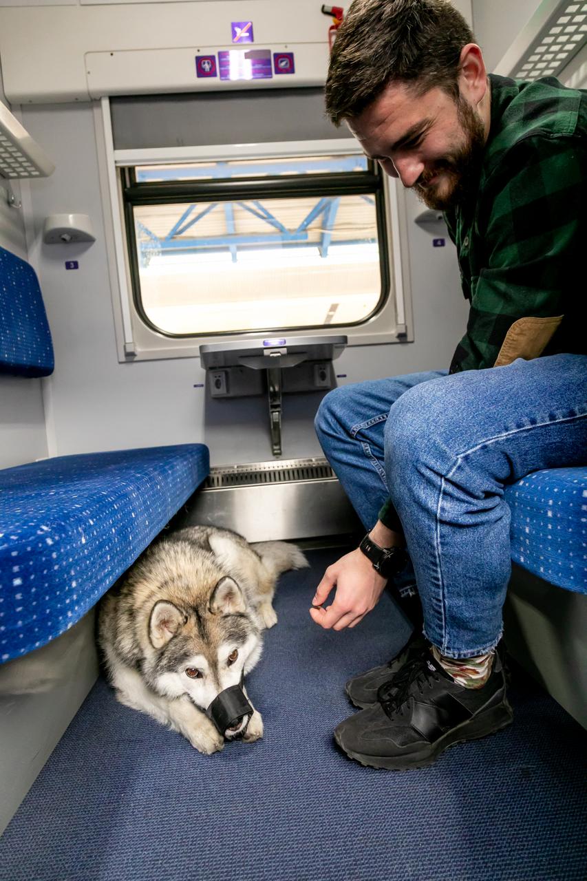 Укрзализныця обновила правила перевозки домашних животных